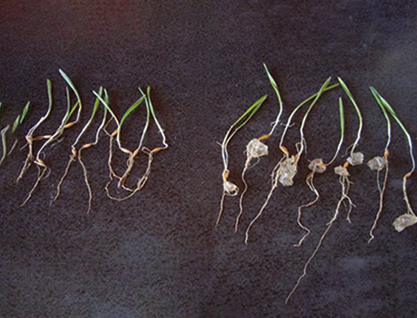 Waterships Organization