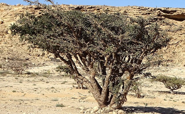 Waterships Organization