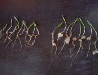 Waterships Organization